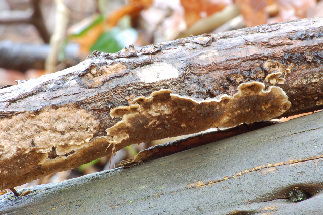 Un giretto tra le quercie